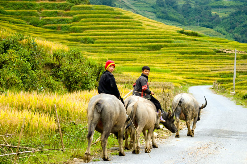 Sapa Tour by Bus 2Days - 1Night (Recommended)